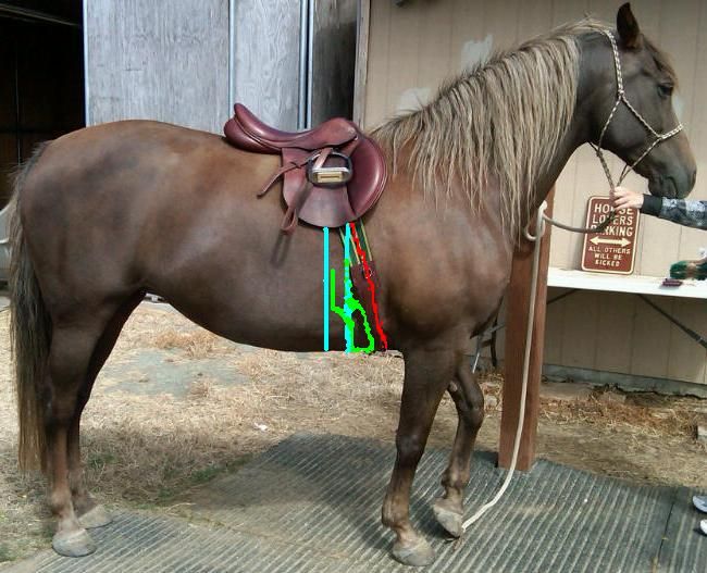 anotomic girths Chronicle Forums